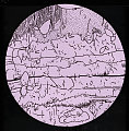 NECCO FLAT ROUND 12_E346